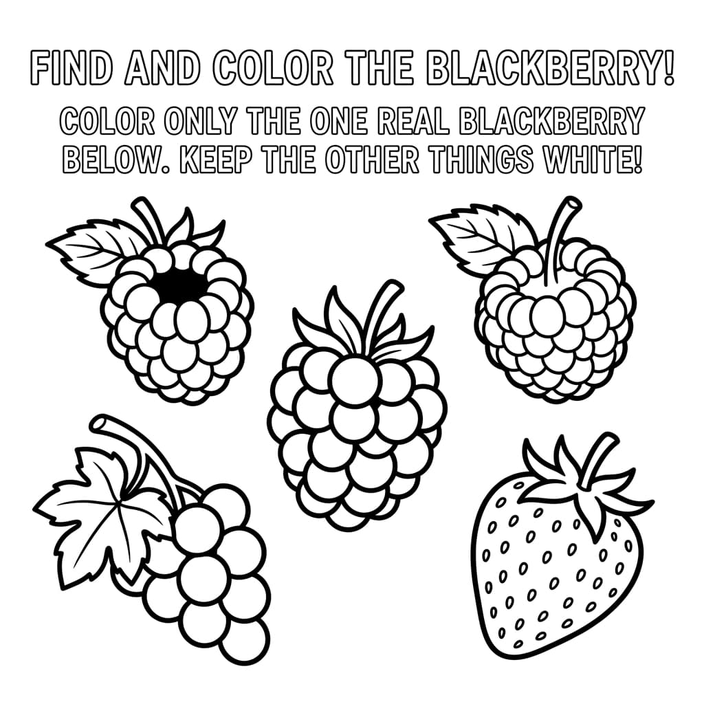 Free Blackberry Facts and Coloring Pages for Kids - Printable PDF - Preview Page 3