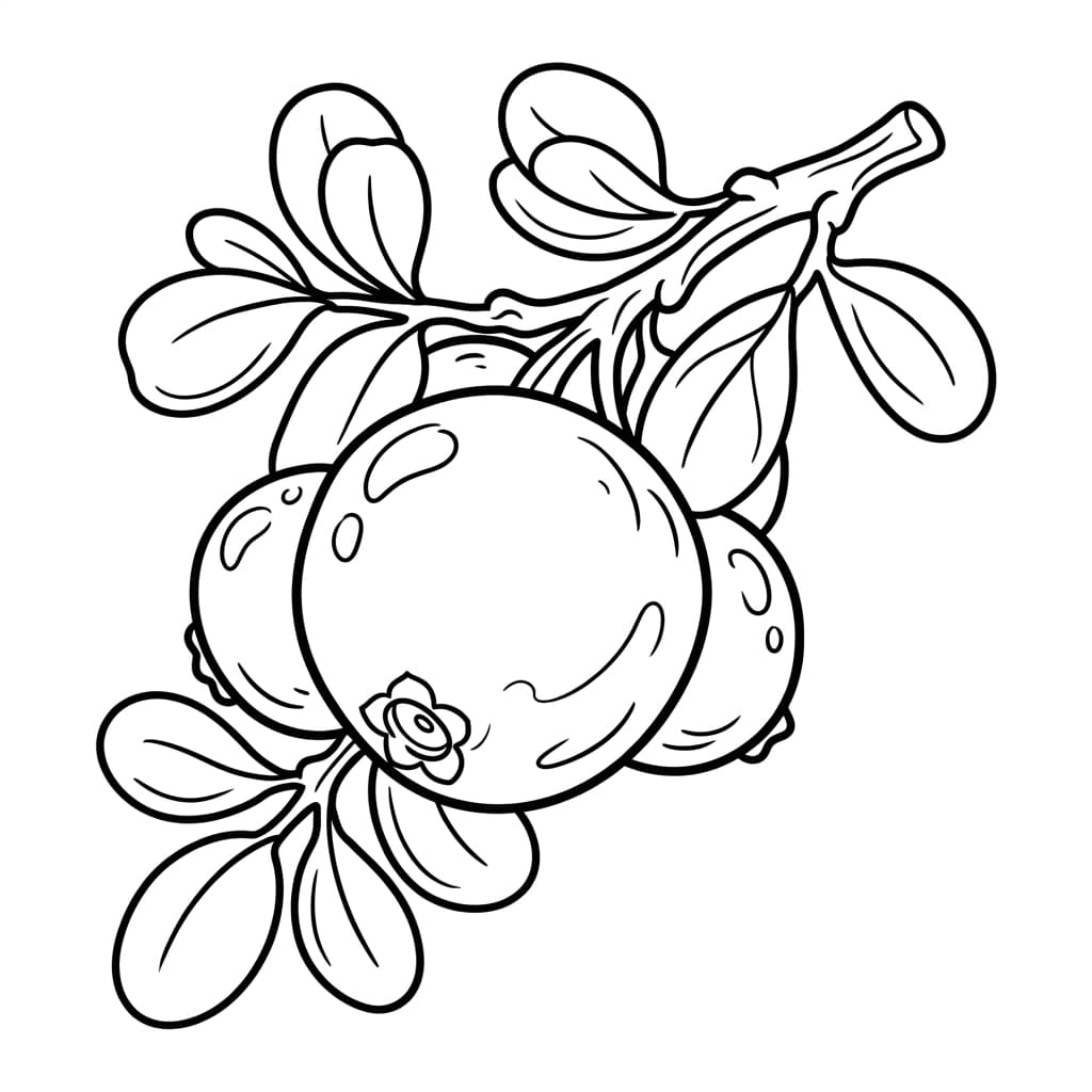 Faits sur la canneberge et coloriages pour enfants - Preview Page 1