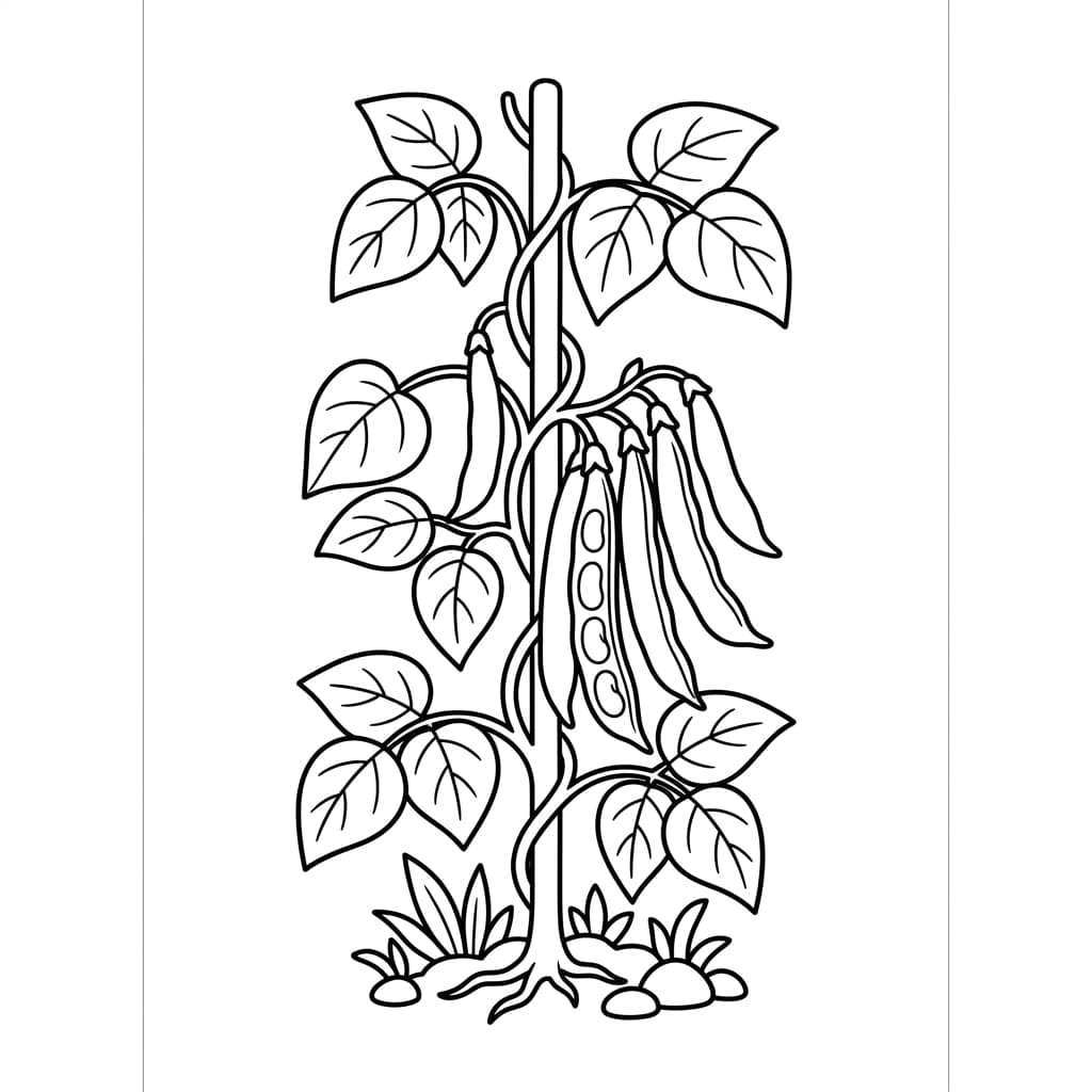 Faits sur le haricot vert et coloriages pour enfants - Preview Page 2