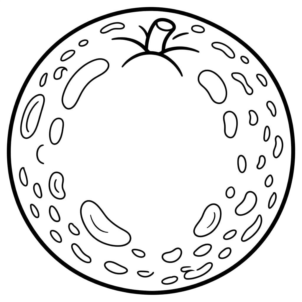 Free Orange Facts and Coloring Pages for Kids - Printable PDF - Preview Page 1