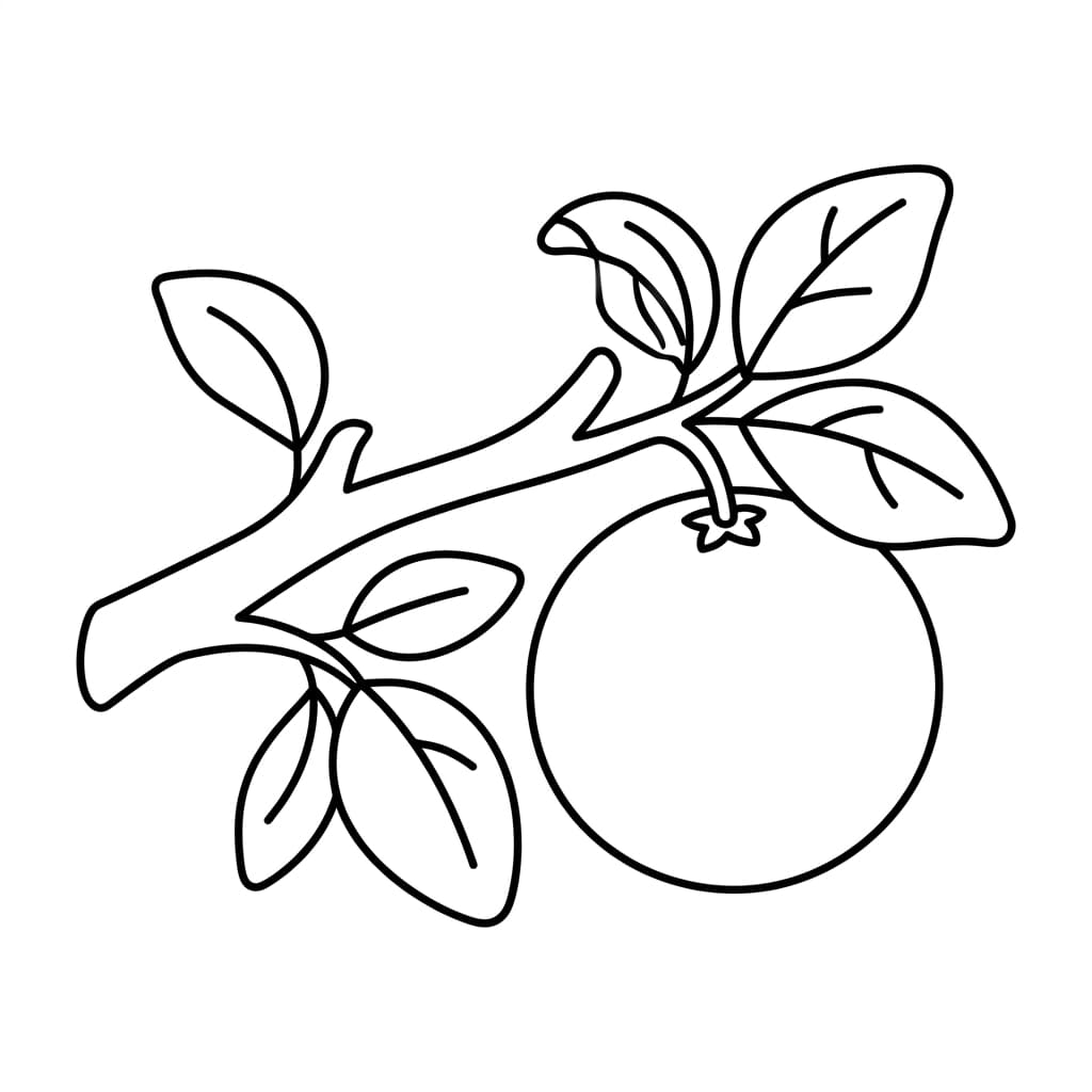 Free Orange Facts and Coloring Pages for Kids - Printable PDF - Preview Page 2