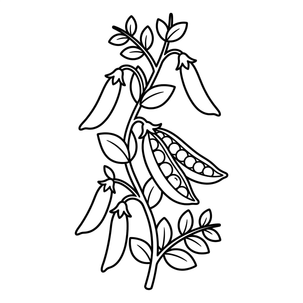 Free Peas Facts and Coloring Pages for Kids - Printable PDF - Preview Page 2