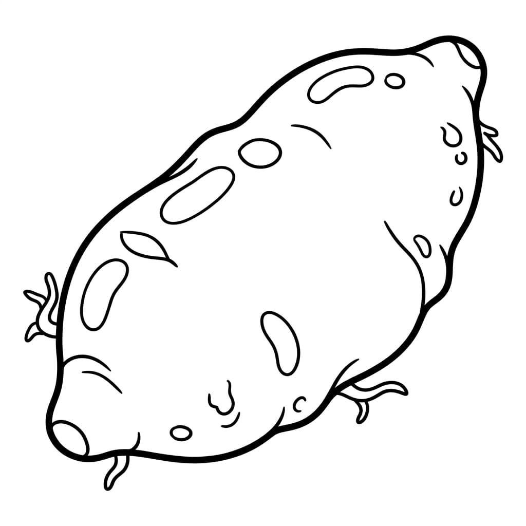 Free Sweet Potato Facts and Coloring Pages for Kids - Printable PDF - Preview Page 1